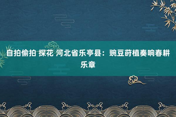 自拍偷拍 探花 河北省乐亭县：豌豆莳植奏响春耕乐章